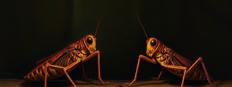 Mole Cricket Communication & Vocalizations