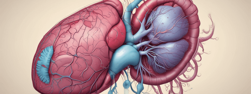 Digestive Anatomy: The Liver