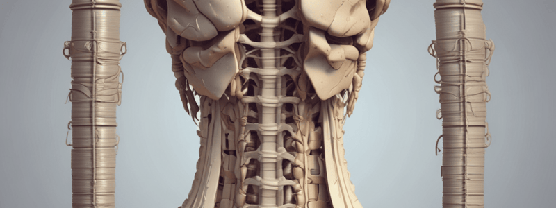 Anatomy: Back