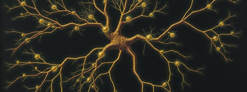 Organisation du système nerveux et neurones