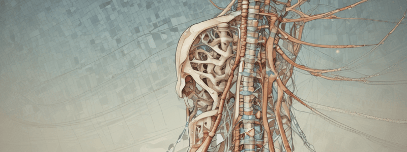 Spinal Cord Anatomy