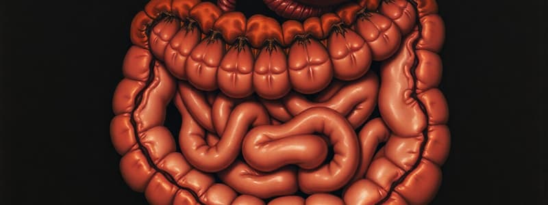 Human Digestive System Overview