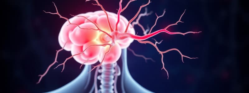 Autonomic and Somatic Nervous Systems Quiz