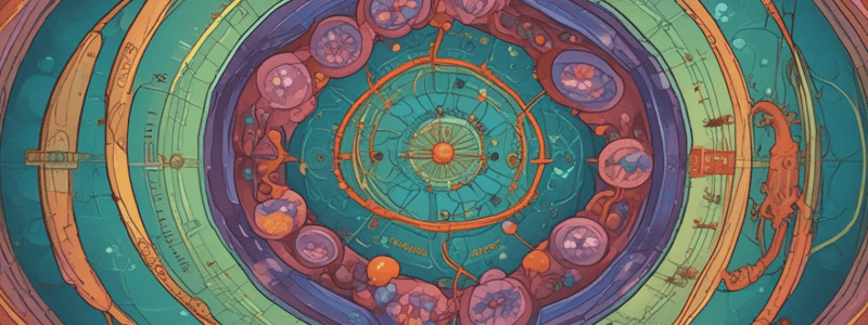 Cell Cycle Phases