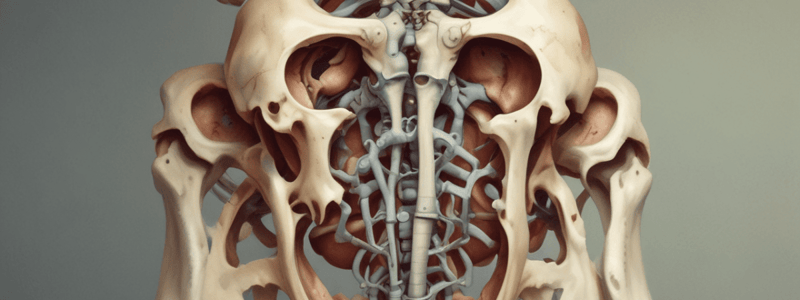 Pelvis Anatomy Quiz