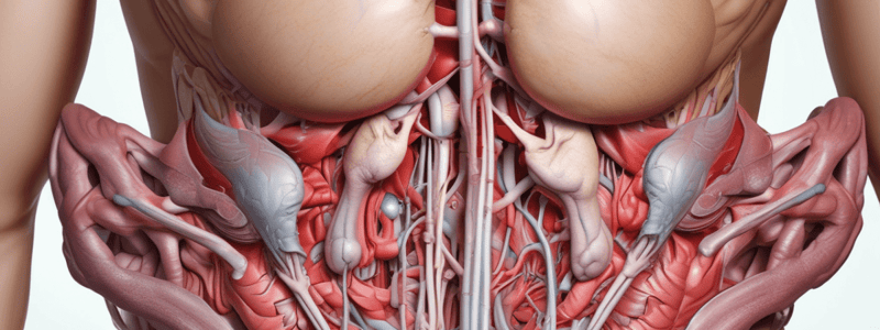 Anatomy: Abdomen Part 1