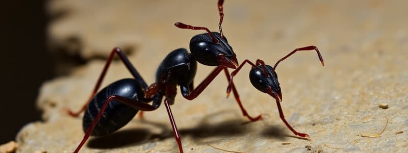 Florida Carpenter Ant Behavior