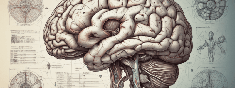 Brain Anatomy Quiz