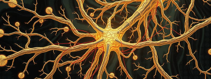 Sensory Nerves Overview