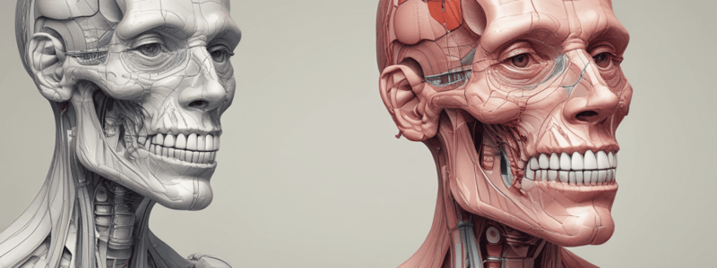 Anatomy of Permanent Canines