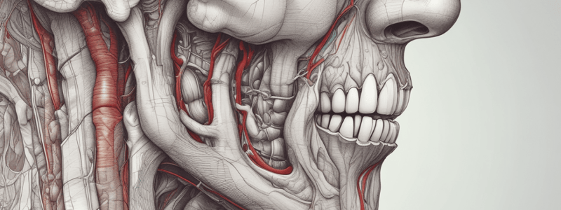 Anatomy of the Nasal Cavity