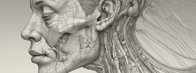 Nose & Paranasal Sinuses Anatomy