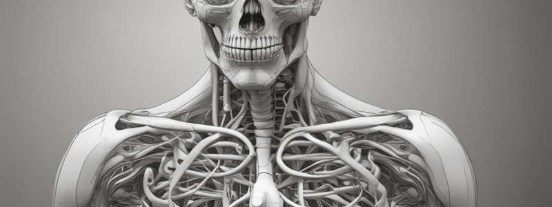 Respiratory Anatomy