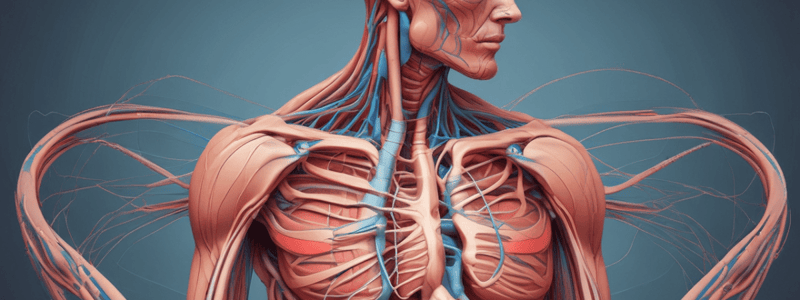 Muscle physiology 2