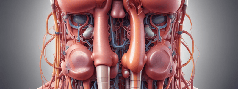 Urinary System Function and Disorders Quiz