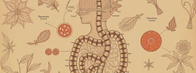 Digestion Process Overview