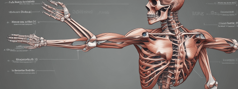 Understanding Skeletal Muscle