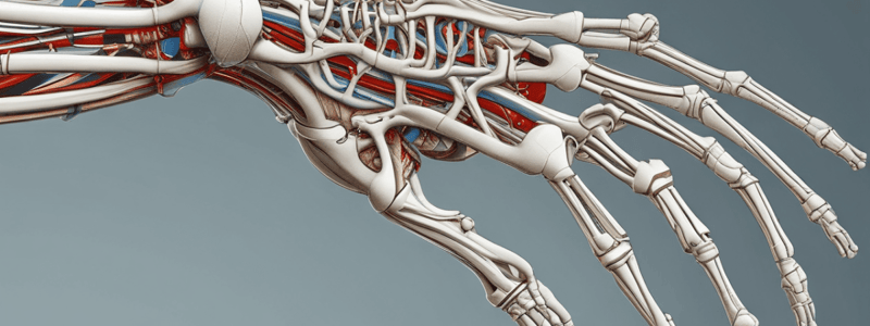 Anatomy of the Upper Limb Joints