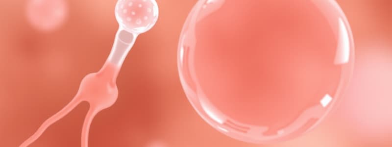 Sperm and Egg Cells Overview