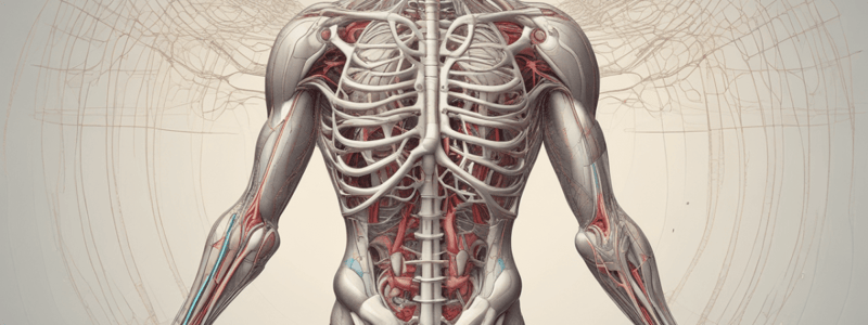 Ninja Nerd - Circulatory System | Veins of the Thorax & Abdomen | Torso Anatomy Model