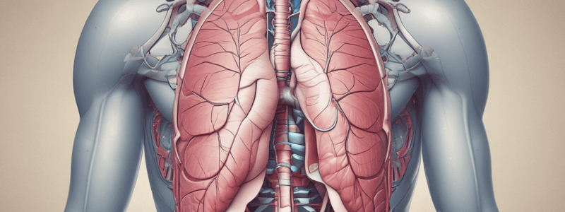 Anatomy of the Diaphragm