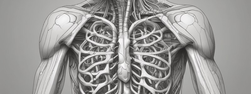 Mediastinum Anatomy Quiz