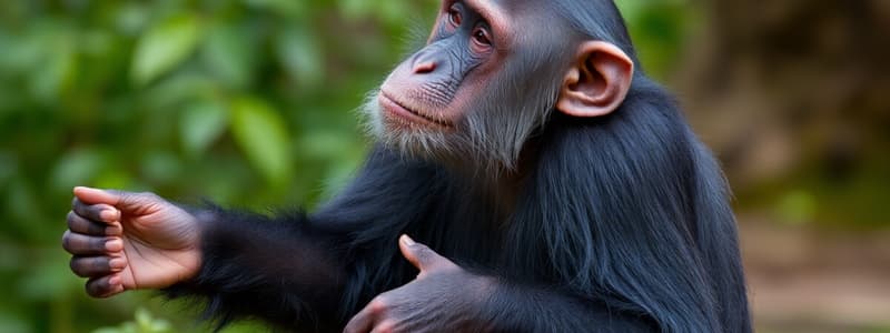 Chimpanzee Behavior and Society