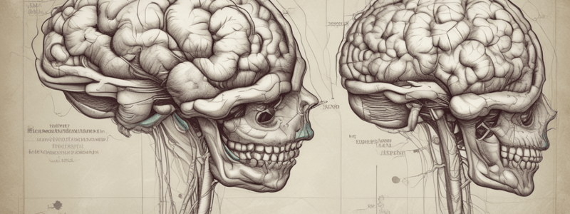 Anatomy of the Head and Neck: Brain Structure