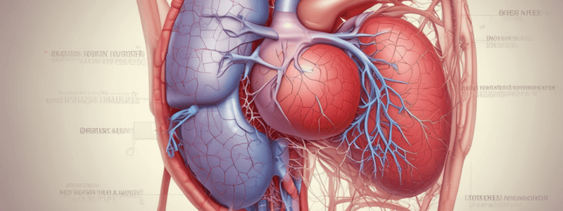 Liver Physiology