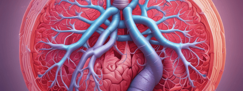 Respiratory System Structures and Functions