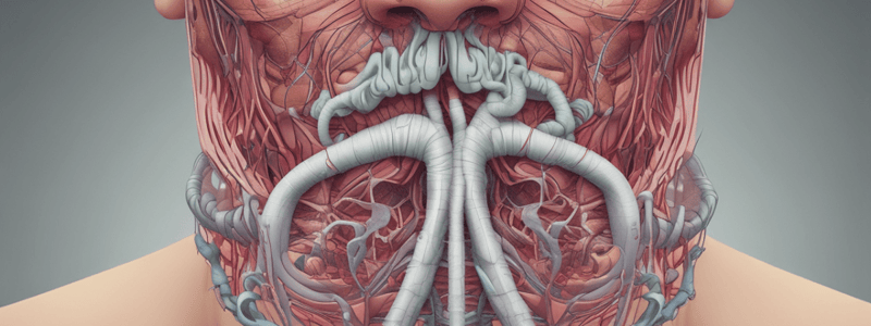 Respiratory System and Nose Anatomy