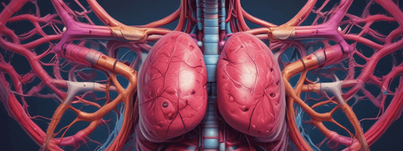 Anatomy of the Stomach