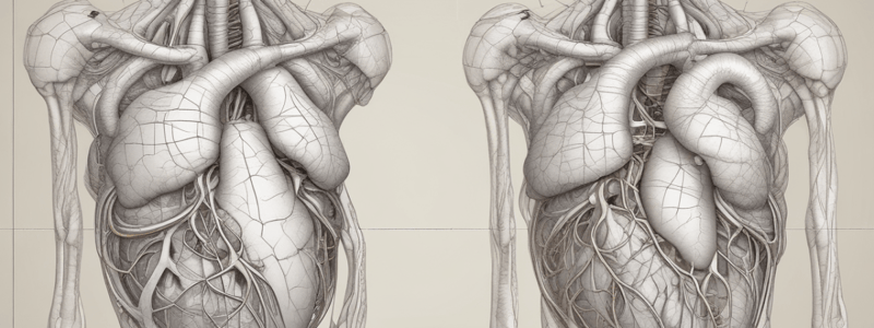 Anatomía cardiorrespiratoria