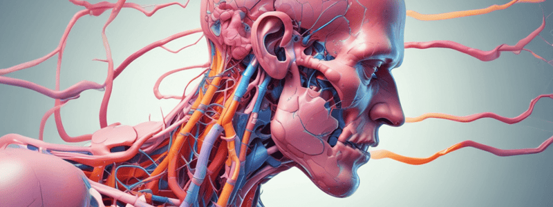 Direct-Acting Antispasmodics Pharmacodynamics