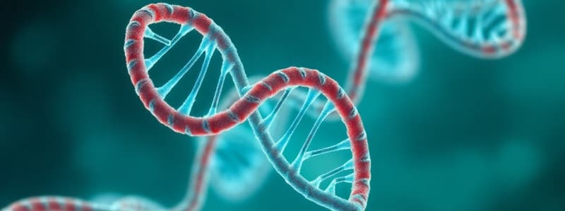 DNA Structure and Replication