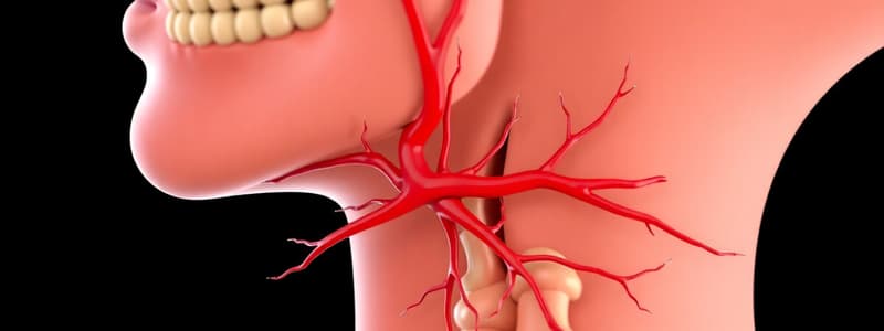 MALDO 2 REGION CERVICALE 2