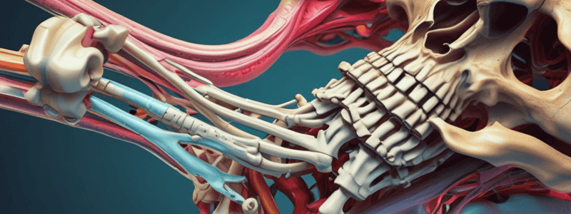 Tibia and Fibula Anatomy Quiz