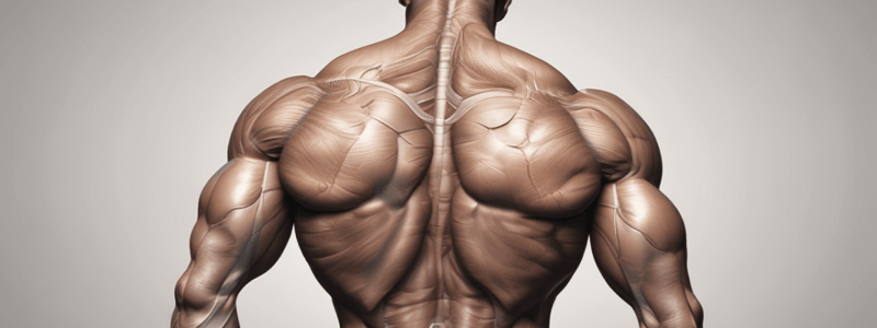 Posterior Shoulder Muscles: Anatomy and Function