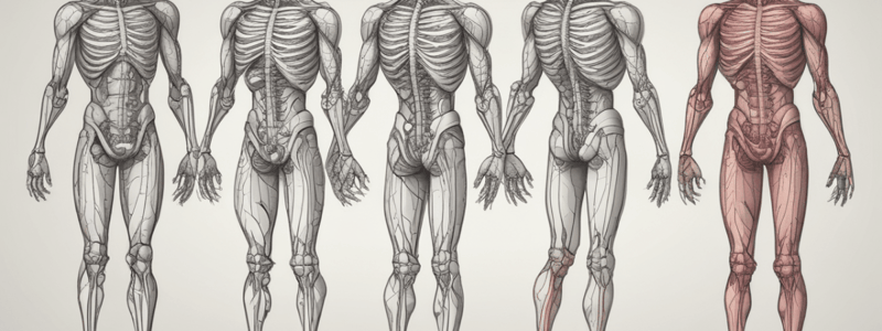 Axial Skeleton