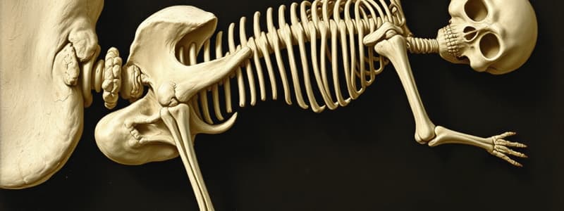 Functions and Classification of Bone Tissue