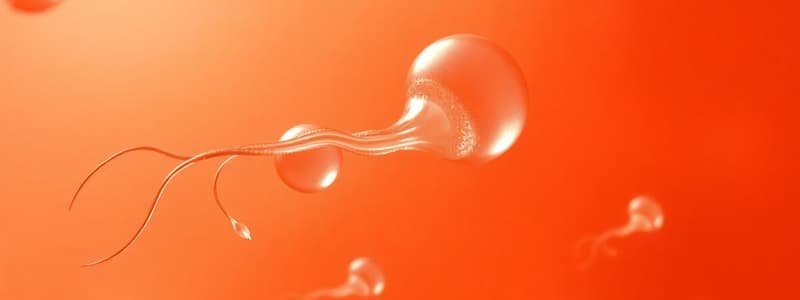 Fertilization: Sperm and Egg Journey