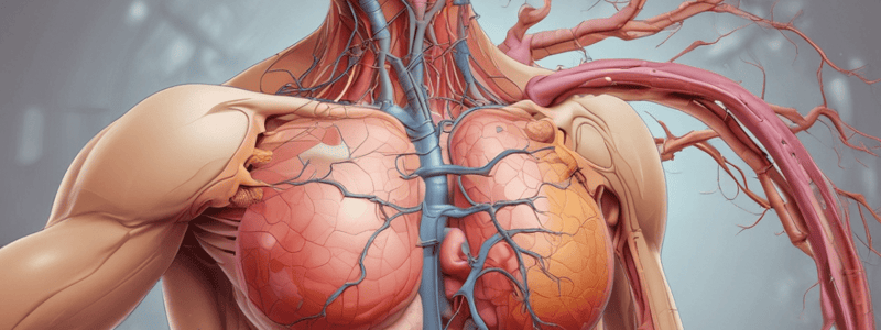 Anatomy of Adrenal Glands