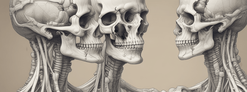 Development of Vomer Bone