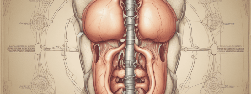 Exploring Male Reproductive System