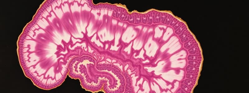 Human Histology: Nervous Tissue Overview