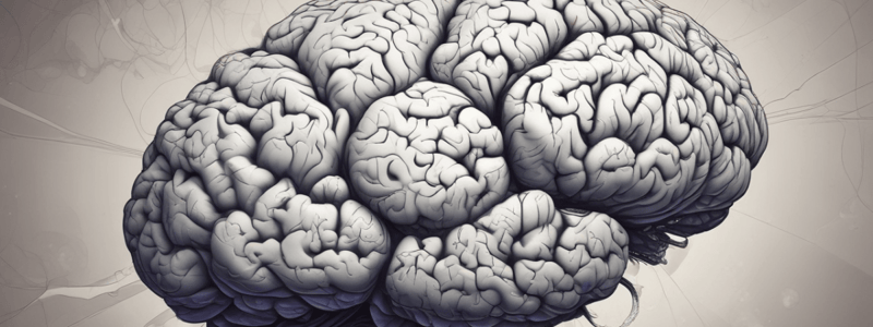 Cerebrum and Basal Nuclei Functions