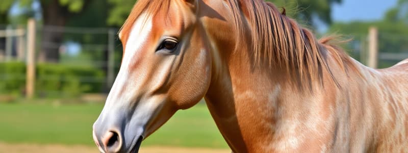 Historical Significance of the Arabian Horse