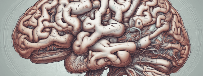 Brain Structure: Cortex and Folds