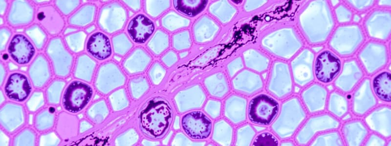 Biology: Epithelial Tissue Overview