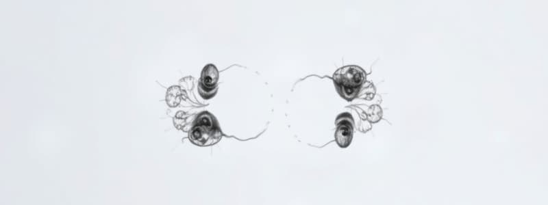 Lab 12: Mitosis and Meiosis Overview